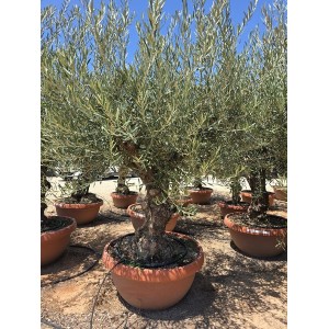 Olea bonsai 40/60 TARRINA